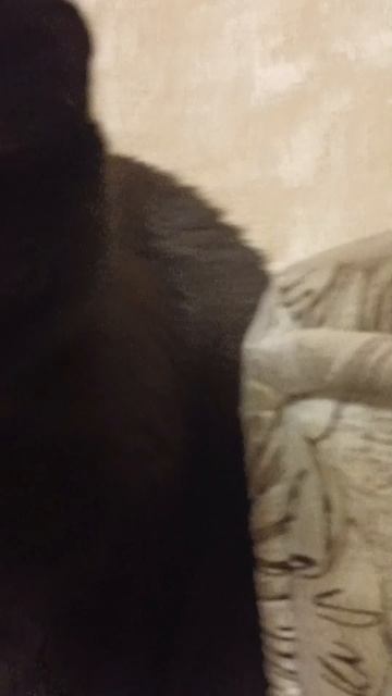 цитата Сократа и мысль кота