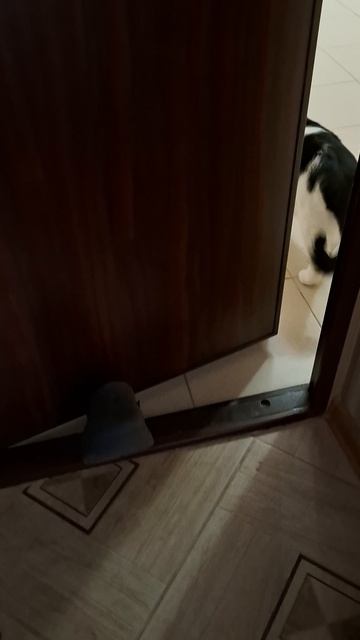 Роки просится в подъезд, но боится выходить🤭