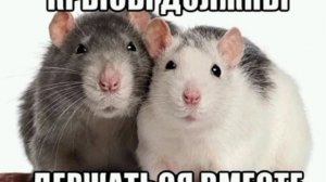 🐀 Крысить на коллег и начальство — это генетическая норма

Учёные выяснили,
