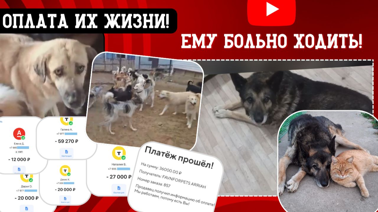 Всё истратили, осталось 8 тыс и сотни собак