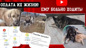 Всё истратили, осталось 8 тыс и сотни собак