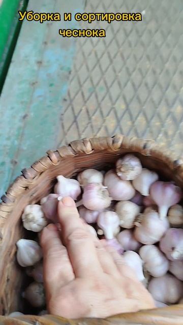 Сортировка чеснока.