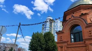 Голубиный контроль с высоты. Городские наблюдатели