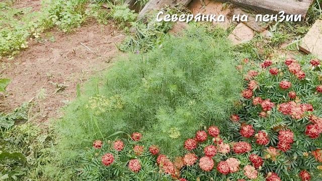 Осень близко! Последний покос и уютный обед.