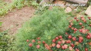 Осень близко! Последний покос и уютный обед.