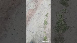 серял про сирена головава и бабку грени 2 сезон 1 серия  что это