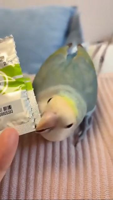модификация
