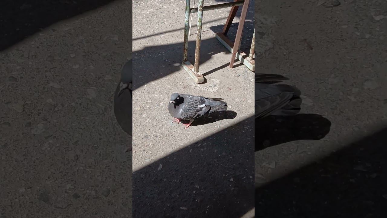 НАШ РЫНОЧНЫЙ 
