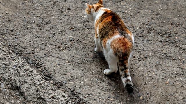 Августовские зарисовки. Котяшка и облака и даже радужные были