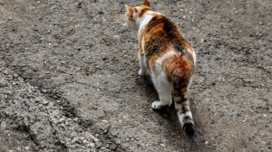 Августовские зарисовки. Котяшка и облака и даже радужные были