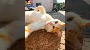 ВЕСЁЛЫЕ МОМЕНТЫ С ЖИВОТНЫМИ ! СМЕШНЫЕ КОТЫ И СОБАКИ ПОДБОРКА
