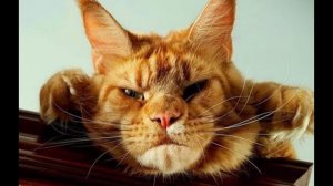 В глаза смотри!  Подборка смешных видео котов, котят и собак!