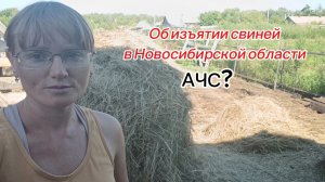 Поездка к родителям/Изъятие свиней в Чановском районе