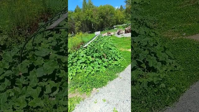 Погода радует