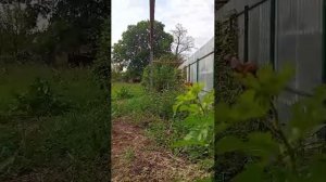 вечерний прогон по заросшему участку