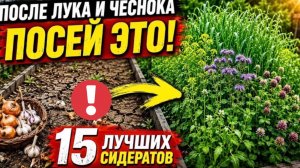 Срочно посейте ЭТО после лука и чеснока! 15 лучших сидеоатов для восстановления почвы