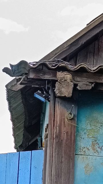 Бурундук пришел в гости