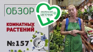 Распаковка: пока меня нет, какие растения приехали в магазин. Аглаонемы, эпипремнумы и … № 176