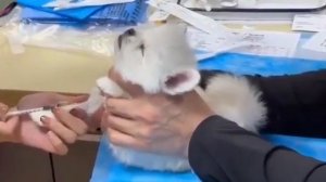Щенка привезли в ветклинику на вакцинацию, и он начал издавать звуки грузовика, сдающего назад