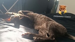 КРАСИВЫЙ ВИД. ОБЛАКА💨 НАВЕРНОЕ К ДОЖДЮ. А 🐱😺КОТ КОНЕЧНО НА ОТДЫХЕ. НЕ ЖИЗНЬ А МАЛИНА...