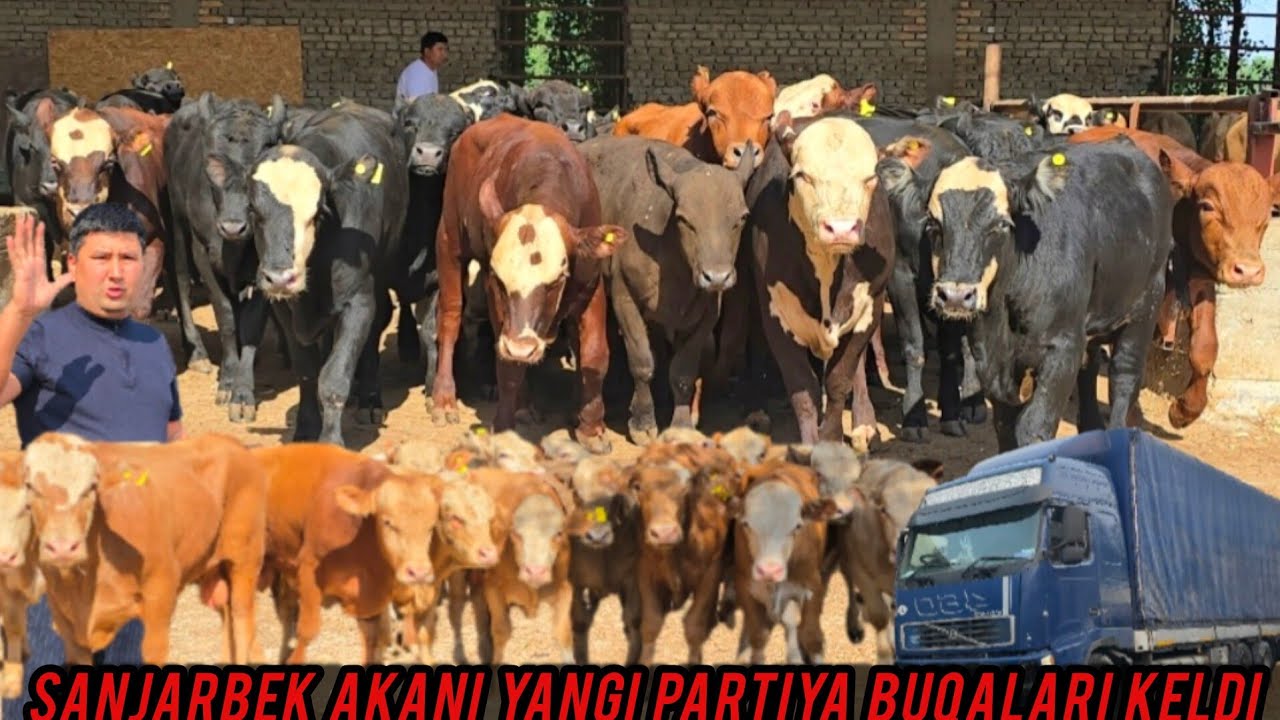SANJARBEK AKANI BUQALARI KELDI ANGUS SMENTAL GRENFORT BUQALAR 👍✅️