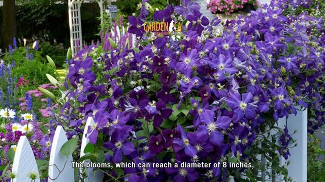 ТОП-10 СОРТОВ КЛЕМАТИСОВ С САМЫМИ КРАСИВЫМИ ЦВЕТЕНИЯМИ! 🌸🌿🌺