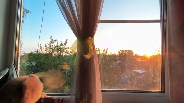 Мой любимый кот 🐈.Как он у меня появился?