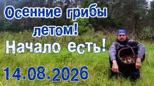 Осенние грибы летом!!!