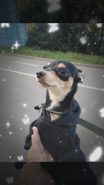 моя собака 💓💓💓💓💗❤️💗💗❤️💗❤️💗❤️