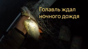 Сплавляться со спиннингом по мини-речке надо ночью под дождем.
