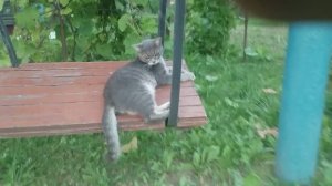 Кот   Васька 😼
