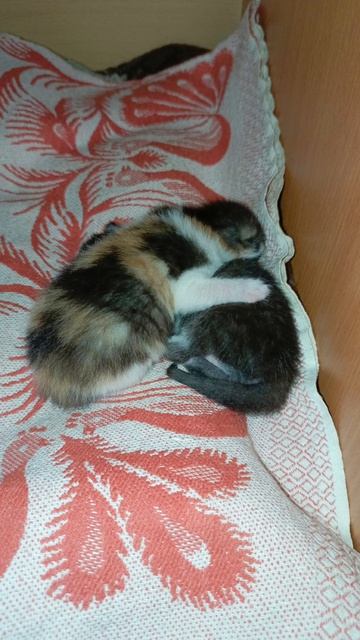Сиамская кошка Дуся родила 2 котят. 🐱