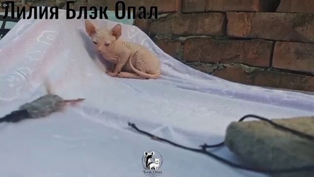 Котята питомника кошек  БЛЭК ОПАЛ