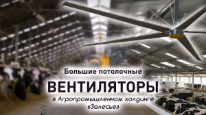 Большие вентиляторы ВЕТРОМАСТЕР в Агропромышленном холдинге «Залесье», Калининградская область