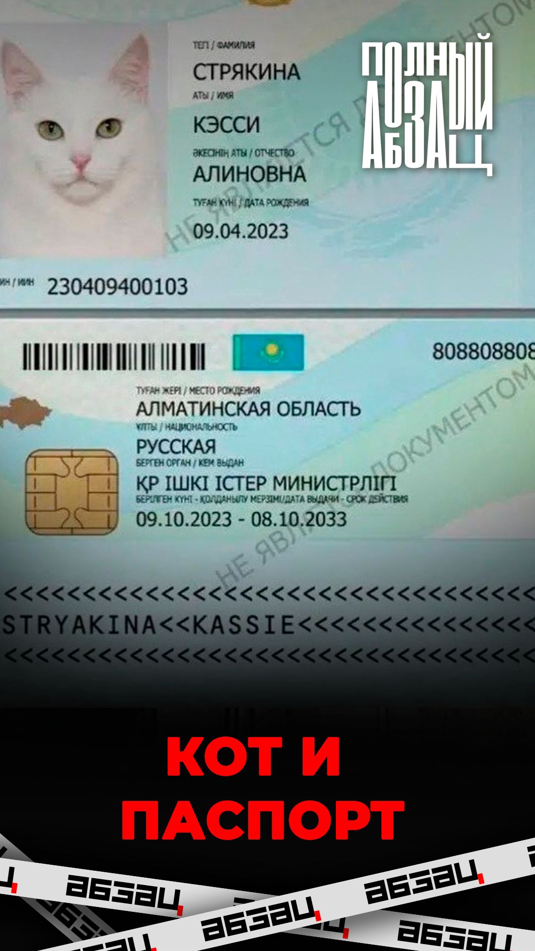 Кот с паспортом