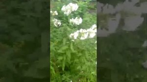 ☆Приветик  всем добрым  людям☆