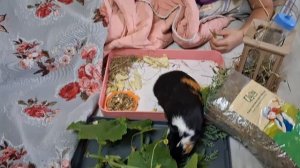 повторяю цифры