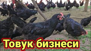 Кора товук бизнеси 10минг $ пул топиш ёллари