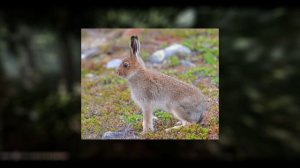 Хочу все знать «Зачем зайцу длинные уши? «