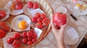 томат ПРОКАЗНИК ))) 🍅,,Monkey ass».