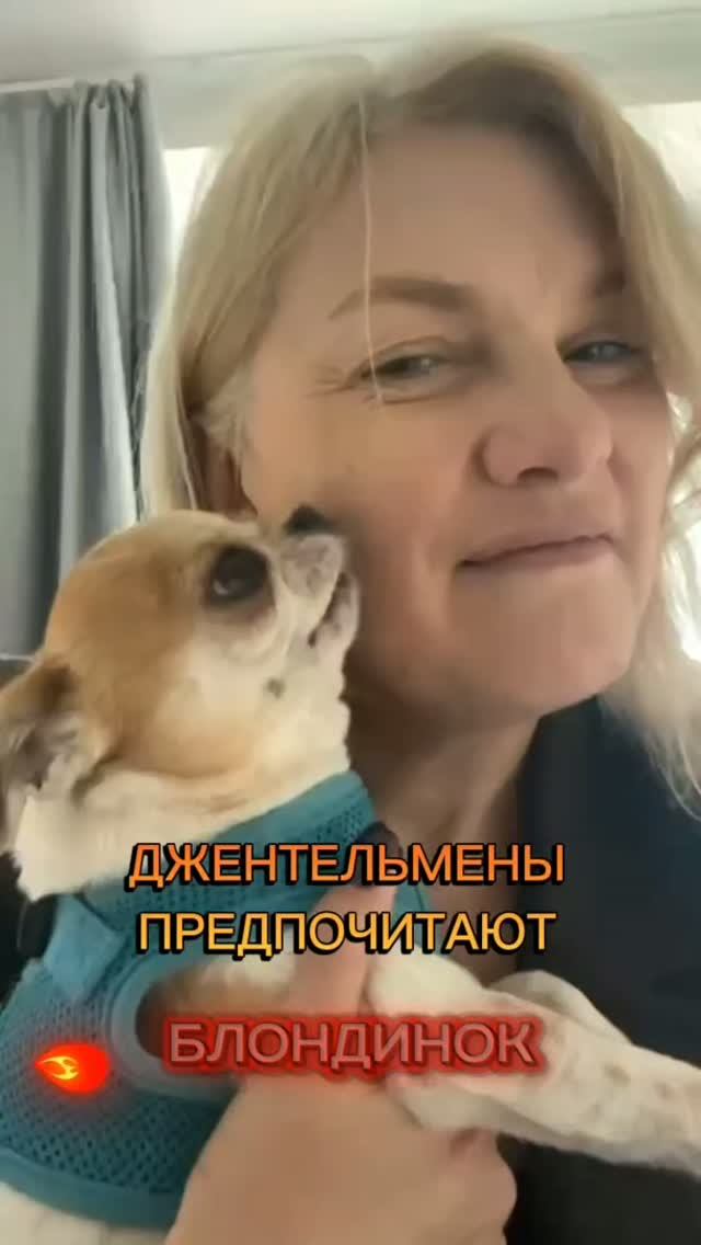 ЧИХУАХУАПРИНЦРЕДИРЕДИ И ЕГО ФАВОРИТКАБЛОНДИНКИ ЕГО СЛАБОСТЬ
