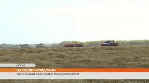 На полях Мордовии: уборочная кампания продолжается