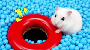 Хомяк против лабиринта с шариками! 😍 Сможет ли пушистик найти выход?