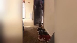 НЕ ЗАСМЕЙСЯ! ЗАБАВНЫЕ ВИДЕО С ЖИВОТНЫМИ 😂 СМЕШНЫЕ КОТЫ И СОБАКИ