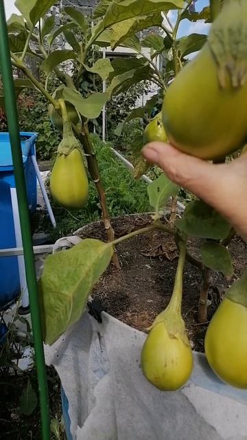 Зелёные баклажаны, открытый грунт, Сибирь