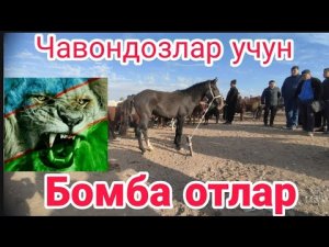 Чироқчи чоршанба бозоридан отлар нархи