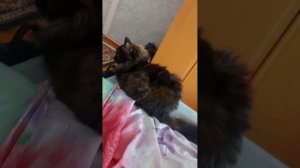 Наблюдаем за кошечкой