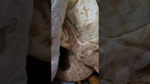 НАШЛИ КОТЁНКА ПОД ОКНОМ🤗🥰💋💕