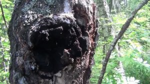 Чага Березы Сувель Березы Кап Березы Капокорень Березы Для рукоятей ножей Столешниц 13 августа 2026