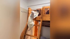 СМЕШНЫЕ ЖИВОТНЫЕ 😺 😅👍 2026 МЕМЫ С КОТАМИ СОБАКАМИ